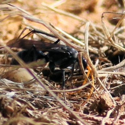 Unidentified Spider wasp (Pompilidae) at Wodonga - 16 Feb 2021 by Kyliegw