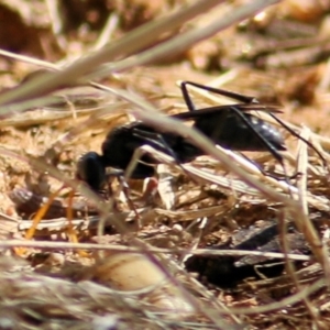 Fabriogenia sp. (genus) at Wodonga, VIC - 17 Feb 2021 10:16 AM