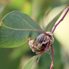 Mantidae (family) (Egg case of praying mantis) at Wodonga - 16 Feb 2021 by Kyliegw