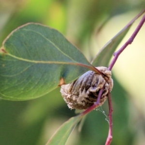 Mantidae - egg case (family) at Wodonga, VIC - 17 Feb 2021