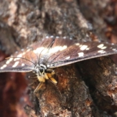 Cruria donowani (Crow or Donovan's Day Moth) at Hughes Grassy Woodland - 17 Feb 2021 by LisaH