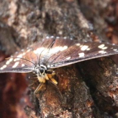 Cruria donowani (Crow or Donovan's Day Moth) at Hughes, ACT - 17 Feb 2021 by LisaH