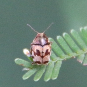 Elaphodes cervinus at Hughes, ACT - 17 Feb 2021