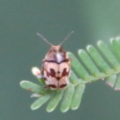 Elaphodes cervinus (Leaf beetle) at Hughes, ACT - 17 Feb 2021 by LisaH