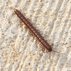 Paradoxosomatidae sp. (family) (Millipede) at Throsby, ACT - 17 Feb 2021 by davobj