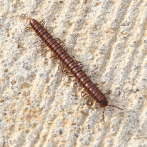 Paradoxosomatidae sp. (family) at Throsby, ACT - 17 Feb 2021 08:05 AM