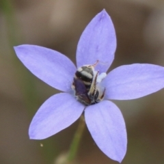 Lasioglossum (Chilalictus) sp. (genus & subgenus) (Halictid bee) at Hughes, ACT - 17 Feb 2021 by LisaH