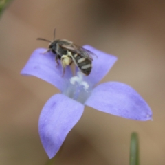 Lasioglossum (Chilalictus) sp. (genus & subgenus) at Hughes, ACT - 17 Feb 2021 02:25 PM