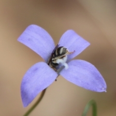 Lasioglossum (Chilalictus) sp. (genus & subgenus) at Hughes, ACT - 17 Feb 2021 02:25 PM