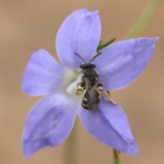 Lasioglossum (Chilalictus) sp. (genus & subgenus) at Hughes, ACT - 17 Feb 2021 02:25 PM