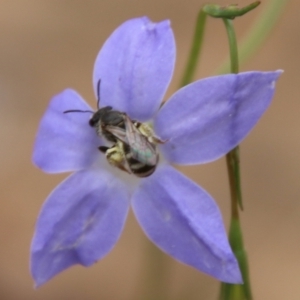 Lasioglossum (Chilalictus) sp. (genus & subgenus) at Hughes, ACT - 17 Feb 2021 02:25 PM