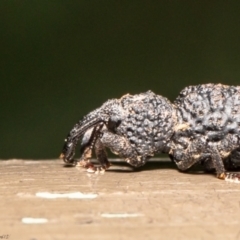 Syagrius intrudens (Fern weevil) at Acton, ACT - 16 Feb 2021 by Roger