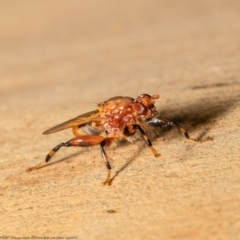 Tapeigaster argyrospila (Fungus fly) at ANBG - 16 Feb 2021 by Roger