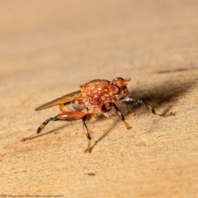 Tapeigaster argyrospila (Fungus fly) at Downer, ACT - 16 Feb 2021 by Roger