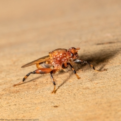 Tapeigaster argyrospila (Fungus fly) at Downer, ACT - 17 Feb 2021 by Roger