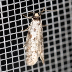 Conoeca guildingi (A case moth) at O'Connor, ACT - 16 Feb 2021 by ibaird