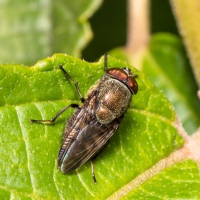Stomorhina discolor (Snout fly) at Acton, ACT - 16 Feb 2021 by Roger