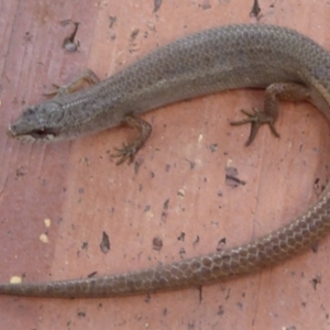 Saproscincus mustelinus at Waramanga, ACT - 17 Feb 2021 03:44 PM