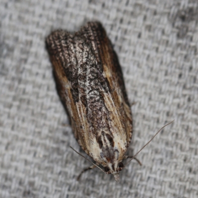 Cryptoptila immersana (A Tortricid moth) at O'Connor, ACT - 16 Feb 2021 by ibaird