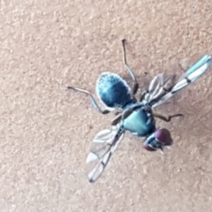 Pogonortalis doclea (Boatman fly) at Holt, ACT - 17 Feb 2021 by trevorpreston