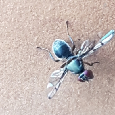 Pogonortalis doclea (Boatman fly) at Holt, ACT - 17 Feb 2021 by trevorpreston