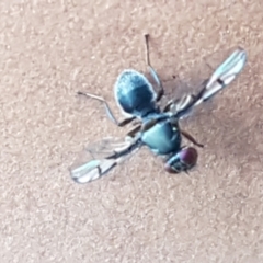 Pogonortalis doclea at Holt, ACT - 17 Feb 2021