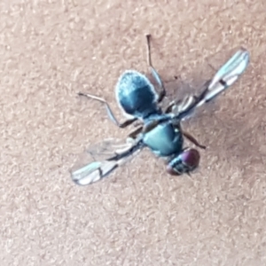 Pogonortalis doclea at Holt, ACT - 17 Feb 2021