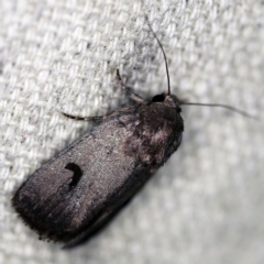 Thoracolopha sp. (6) (MoV, Part 9) (A Noctuid moth (Acronictinae)) at O'Connor, ACT - 16 Feb 2021 by ibaird