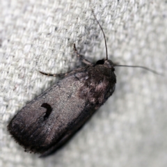 Thoracolopha undescribed species MoV6 at O'Connor, ACT - 16 Feb 2021 by ibaird