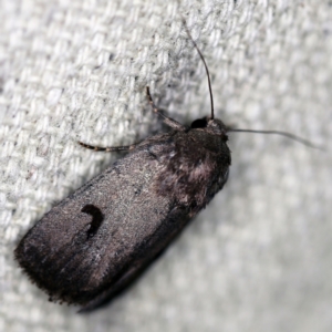 Thoracolopha undescribed species MoV6 at O'Connor, ACT - 16 Feb 2021 10:54 PM