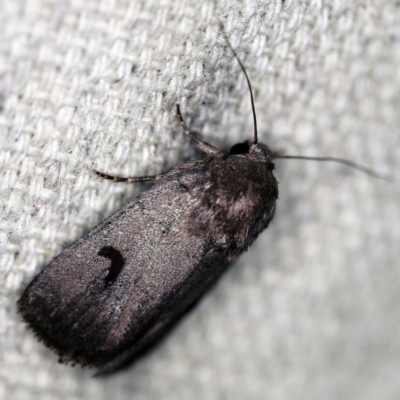 Thoracolopha sp. (6) (MoV, Part 9) (A Noctuid moth (Acronictinae)) at O'Connor, ACT - 16 Feb 2021 by ibaird