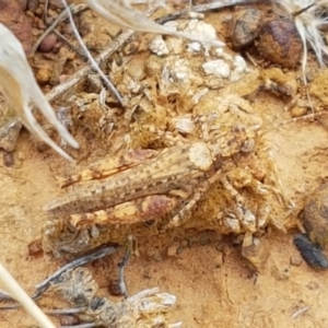 Pycnostictus sp. 1 at Mitchell, ACT - 17 Feb 2021