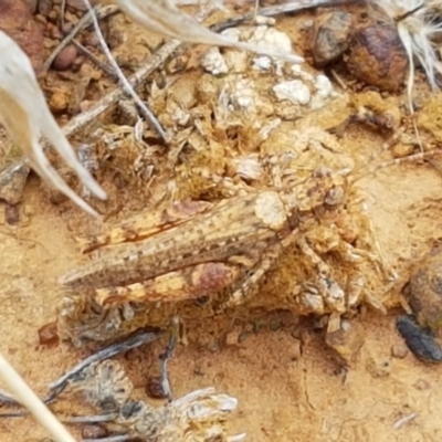 Pycnostictus sp. 1 (Confusing bandwing) at Mitchell, ACT - 17 Feb 2021 by trevorpreston