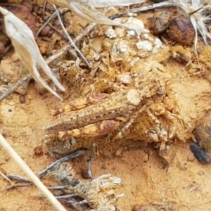 Pycnostictus sp. 1 at Mitchell, ACT - 17 Feb 2021