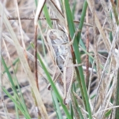 Praxibulus sp. (genus) (A grasshopper) at Mitchell, ACT - 17 Feb 2021 by tpreston