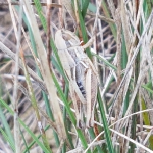 Praxibulus sp. (genus) at Mitchell, ACT - 17 Feb 2021