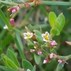 Polygonum aviculare (Wireweed) at Crace Grasslands - 17 Feb 2021 by tpreston