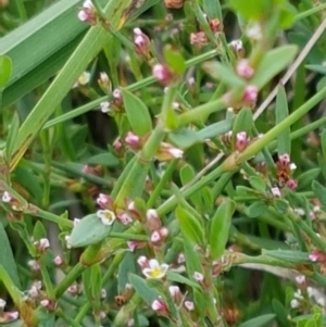 Polygonum aviculare at Mitchell, ACT - 17 Feb 2021