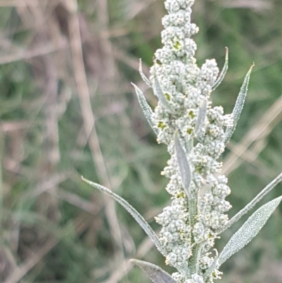 Chenopodium album (Fat Hen) at Mitchell, ACT - 17 Feb 2021 by tpreston