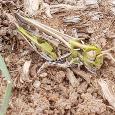 Austroicetes sp. (genus) (A grasshopper) at Mitchell, ACT - 17 Feb 2021 by tpreston