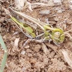Austroicetes sp. (genus) (A grasshopper) at Crace Grasslands - 17 Feb 2021 by tpreston