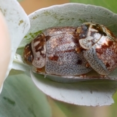 Paropsisterna m-fuscum (Eucalyptus Leaf Beetle) at Mitchell, ACT - 17 Feb 2021 by trevorpreston