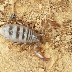 Urodacus manicatus (Black Rock Scorpion) at Mitchell, ACT - 17 Feb 2021 by tpreston