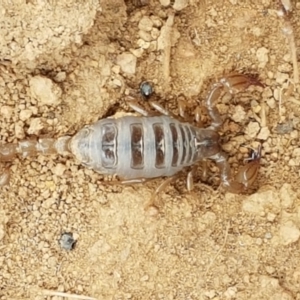 Urodacus manicatus at Mitchell, ACT - 17 Feb 2021 04:08 PM