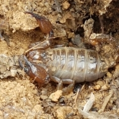 Urodacus manicatus (Black Rock Scorpion) at Mitchell, ACT - 17 Feb 2021 by trevorpreston