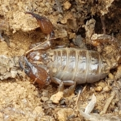 Urodacus manicatus (Black Rock Scorpion) at Crace Grasslands - 17 Feb 2021 by tpreston