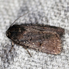 Proteuxoa provisional species 1 at O'Connor, ACT - 16 Feb 2021