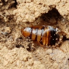 Robshelfordia simplex (Shelford's Western Cockroach) at Crace Grasslands - 17 Feb 2021 by tpreston