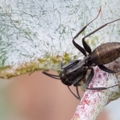 Camponotus aeneopilosus (A Golden-tailed sugar ant) at Lyneham, ACT - 17 Feb 2021 by trevorpreston