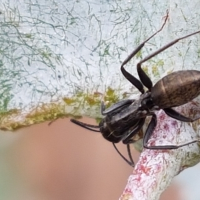 Camponotus aeneopilosus (A Golden-tailed sugar ant) at Lyneham, ACT - 17 Feb 2021 by tpreston